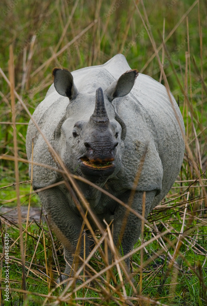Fototapeta premium Portrait of a Wild Great one-horned rhinoceros. India. 