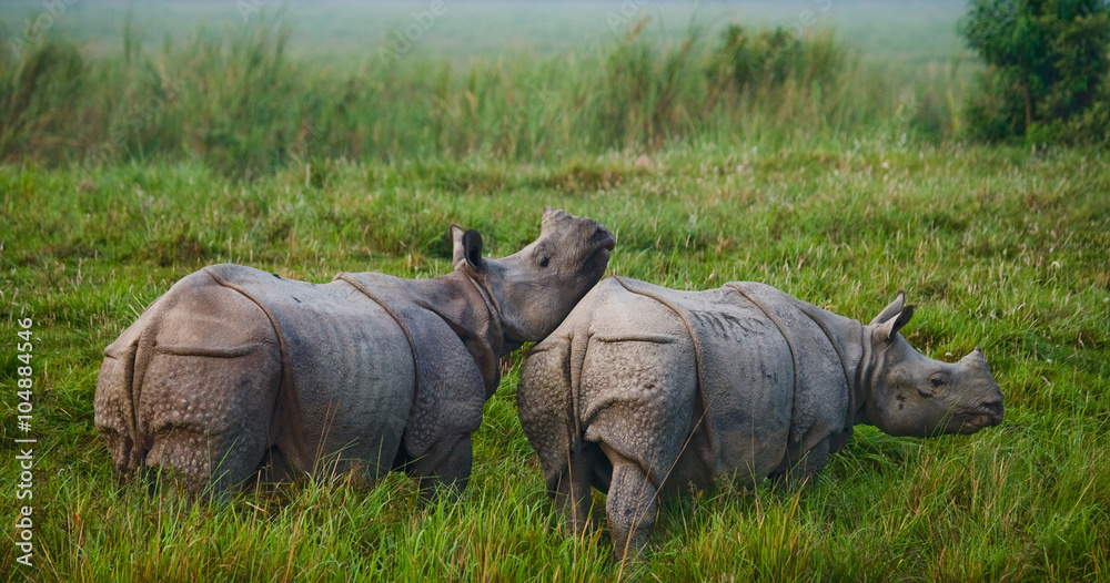 Fototapeta premium Two Wild Great one-horned rhinoceroses in a national park. India. 