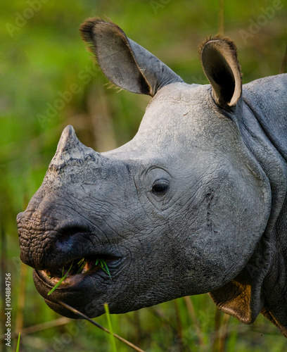 Portrait of a Wild Great one-horned rhinoceros. India.  