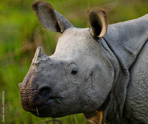Portrait of a Wild Great one-horned rhinoceros. India.   © gudkovandrey