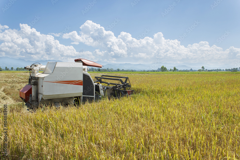 Fototapeta premium Harvesting machinery on yellow rice field for pattern