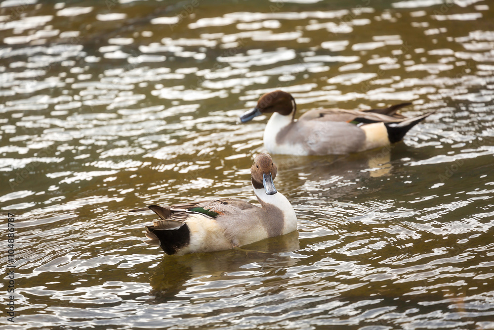 Fototapeta premium Duck on water in lake
