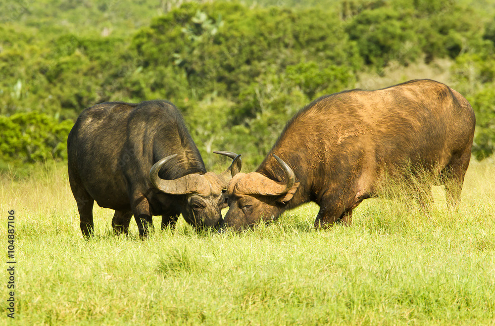 Two buffalo standing in long grass