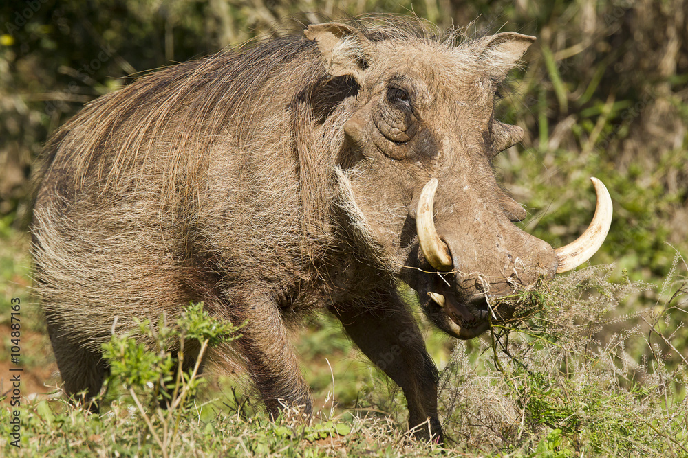 Warthog standing and eating grass Warthog standing and eating grass