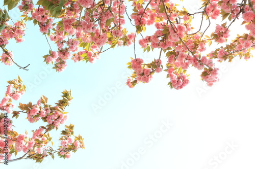 八重桜 © naname21