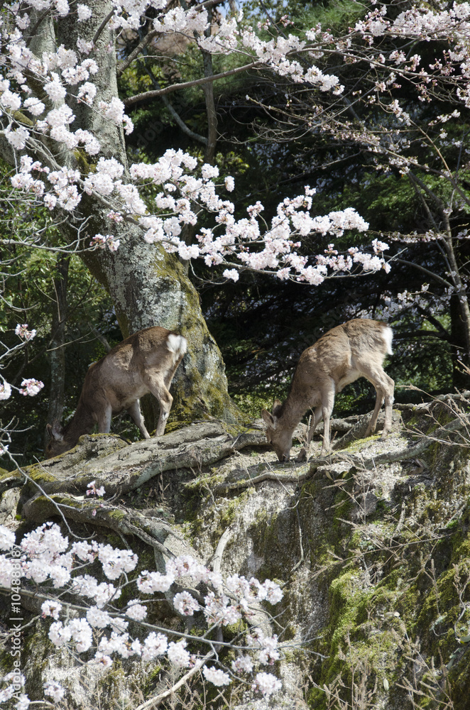 Fototapeta premium 宮島の桜 