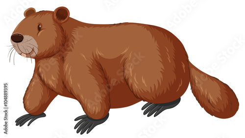 Beaver with happy face