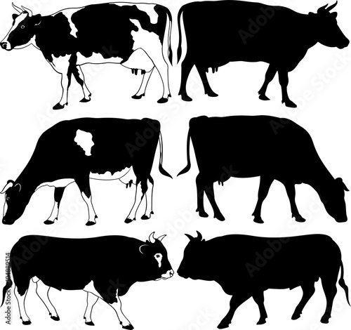 cows and bull silhouettes