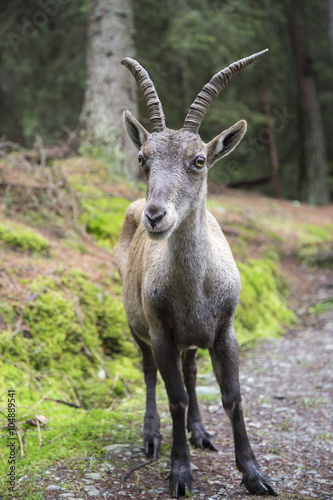 Closeup of a female alpine ibex or steinbock © mattiaath