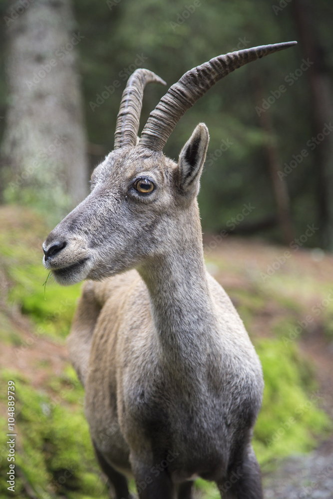 Portrait of a female alpine ibex or bouquetin