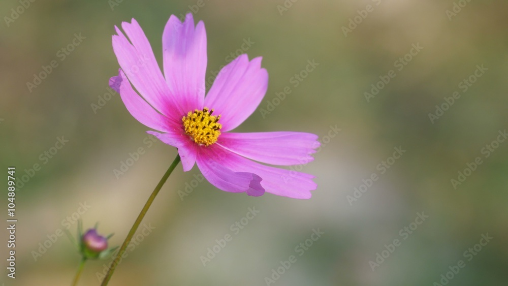 a pink cosmos flower is shaking with the gently wind in the field a pink cosmos flower is shaking with the gently wind in the field