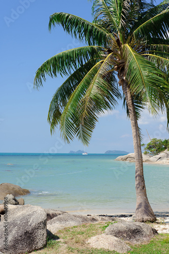 tropical beach with coconut palm on koh Phangan, Thailand