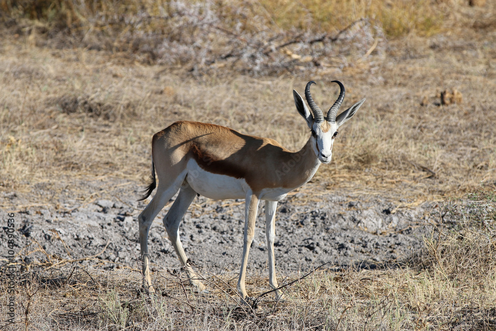 Springbock im Etosha Nationalpark. Namibia Springbock im Etosha Nationalpark. Namibia