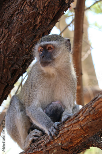 Vervet Monkey (Chlorocebus pygerythrus) with Baby in Zimbabwe