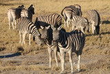 Bergzebra (Equus zebra). Namibia 