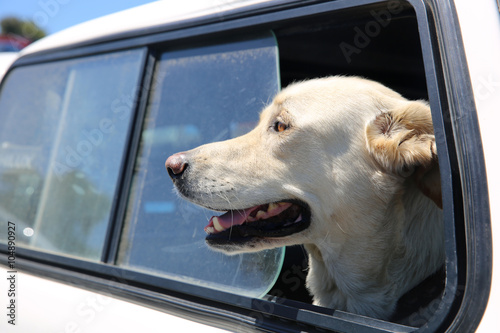 Hund im Auto. Südafrika