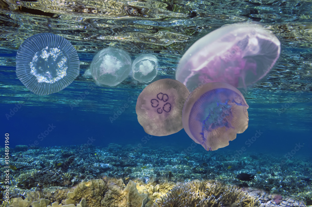 Fototapeta premium A group of moon jellyfish (aka. Aurelia aurita)