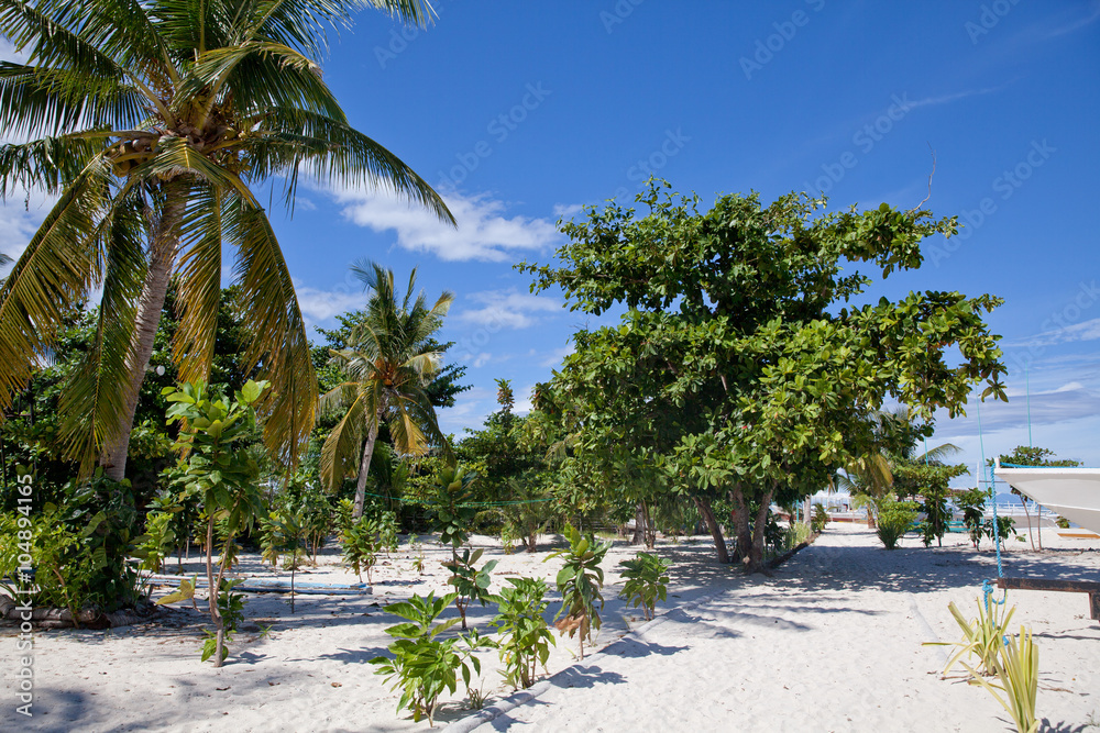 Тропические деревья на белом песке