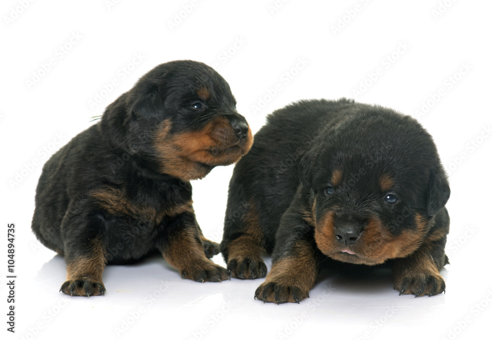 young puppies rottweiler