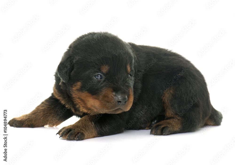 young puppy rottweiler