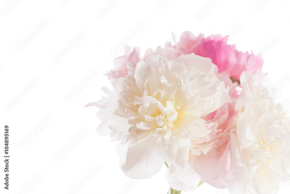 peony on the white