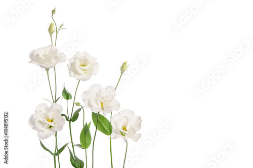 Beautiful eustoma flowers isolated on white background and free © Soyka