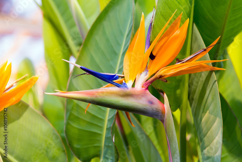Crane flower or Bird of Paradise