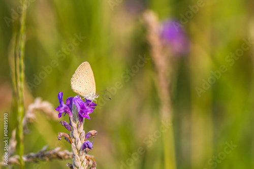 Beautiful butterfly purple flower photo