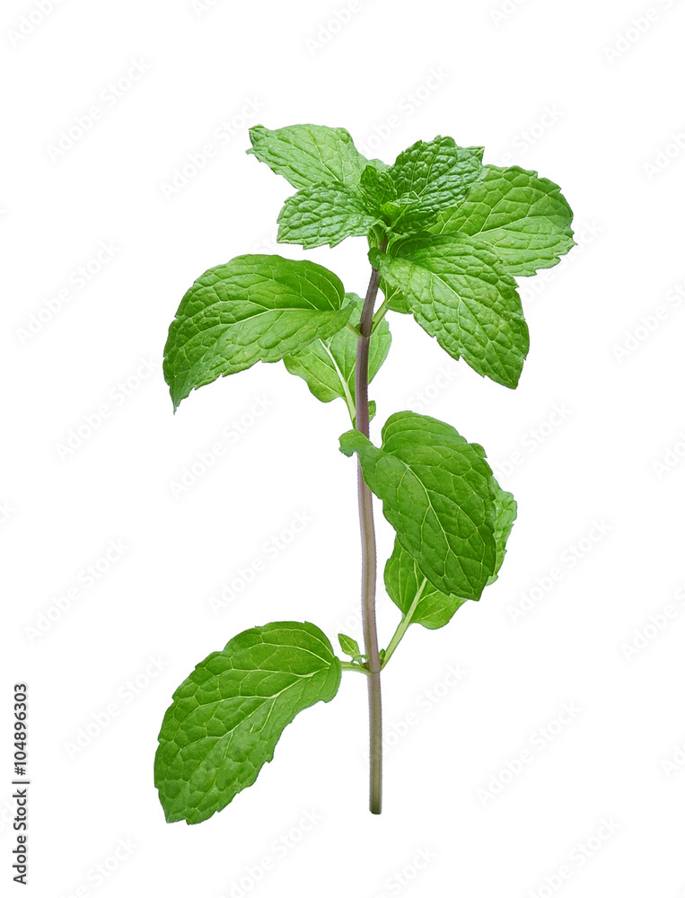 Fresh mint leaves isolated on white background Fresh mint leaves isolated on white background