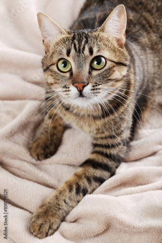 Fototapeta Naklejka Na Ścianę i Meble -  Beautiful cat on the beige plaid