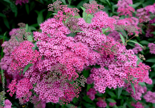 Photography Pink flowers of a spirea Japanese (Spiraea japonica L.f.)