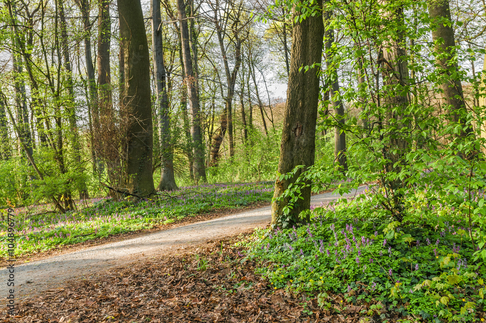 Von Lerchensporn umgebener Waldweg unter frisch grünen Buchen im Frühling, Frühlingserwachen, Corydalis cava, Waldblumen, duftende violette Schattenpflanzen Von Lerchensporn umgebener Waldweg unter frisch grünen Buchen im Frühling, Frühlingserwachen, Corydalis cava, Waldblumen, duftende violette Schattenpflanzen