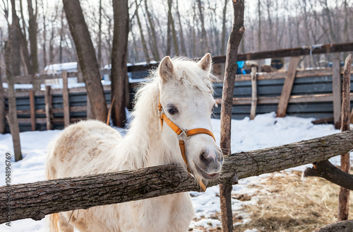 Head of a beautiful young horse at the farm photo