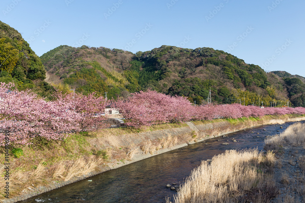 Sakura tree and river in kawazu