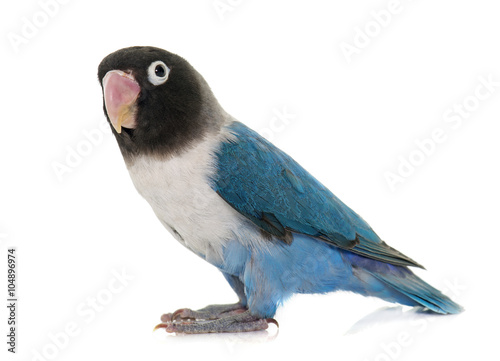 Photography blue masqued lovebird