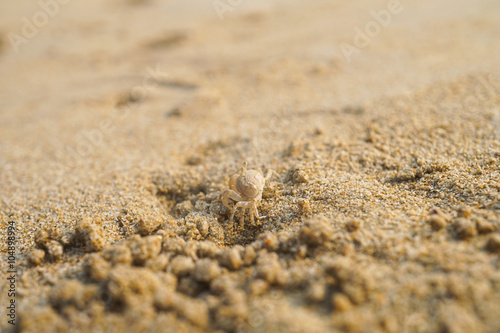 Ghost crab on sand beach