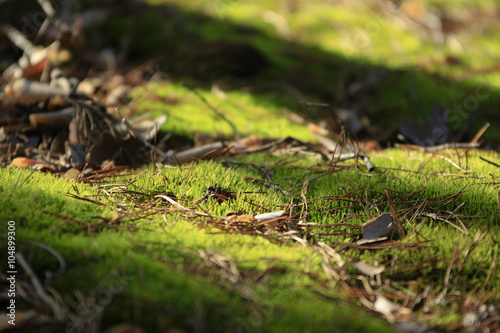 Spring Mossyoung spring moss with dry pine needles in close-up forest background