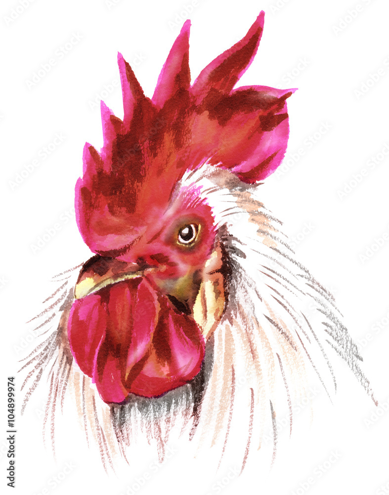 鶏のリアルな斜め顔 Stock イラスト Adobe Stock