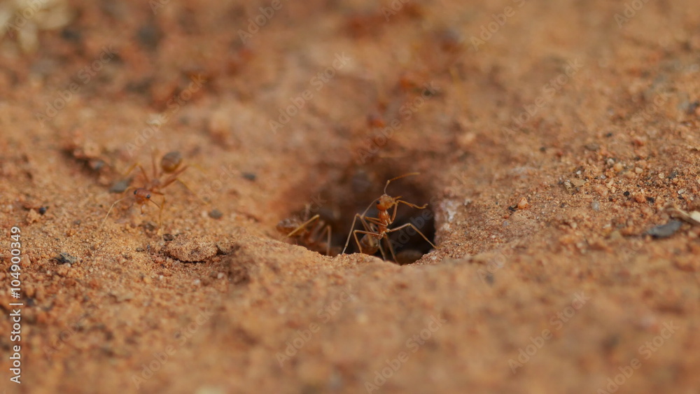 Fire Ant Colony near its hole Fire Ant Colony near its hole