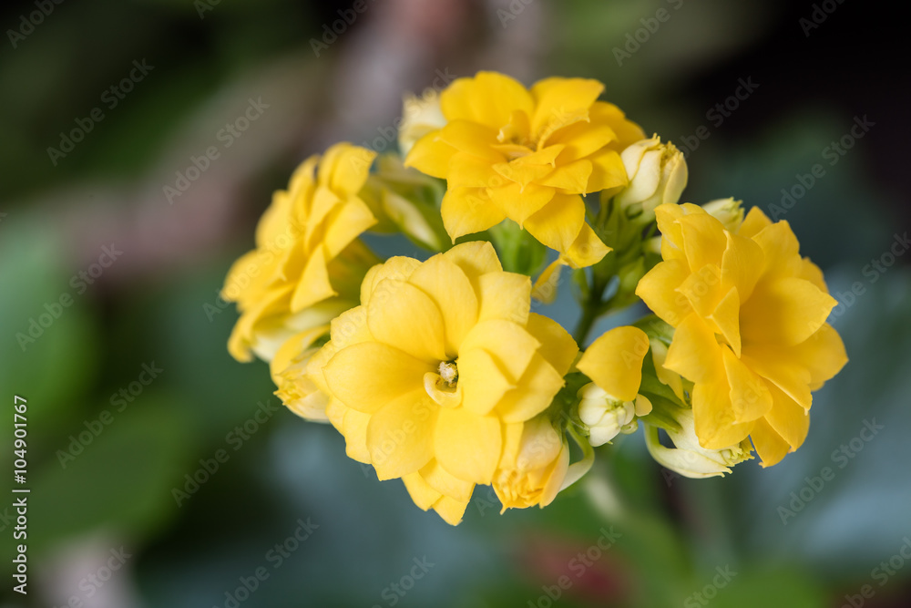 blüten blüten
