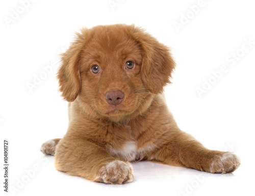 puppy Nova Scotia Duck Tolling Retrieve