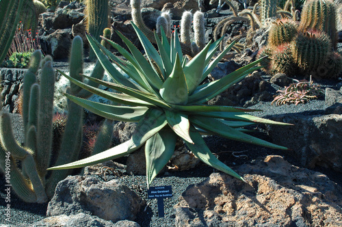 Aloe gerstneri au jardin de cactus de Guatiza à Lanzarote photo