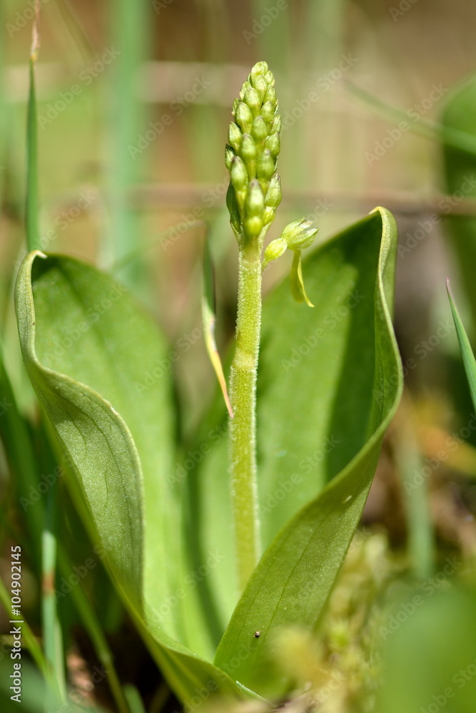 Common twayblade (Neottia ovata). Green flower of rare plant in the family Orchidaceae, showing spike emerging from between basal leaves Common twayblade (Neottia ovata). Green flower of rare plant in the family Orchidaceae, showing spike emerging from between basal leaves