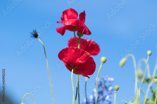 Red Poppy