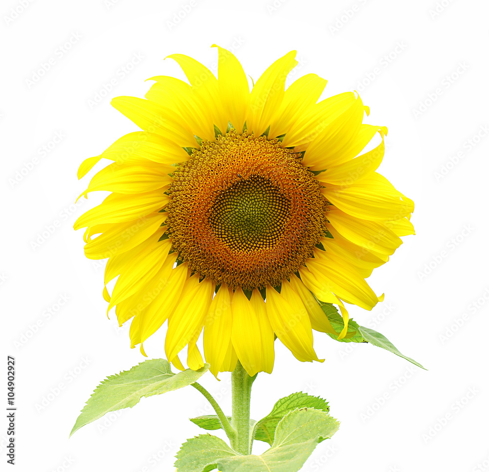 Obraz premium Sunflower isolated on white background