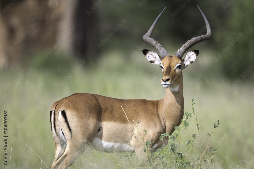Naklejka premium Portrait of male impala antelope