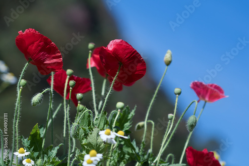 Red Poppy