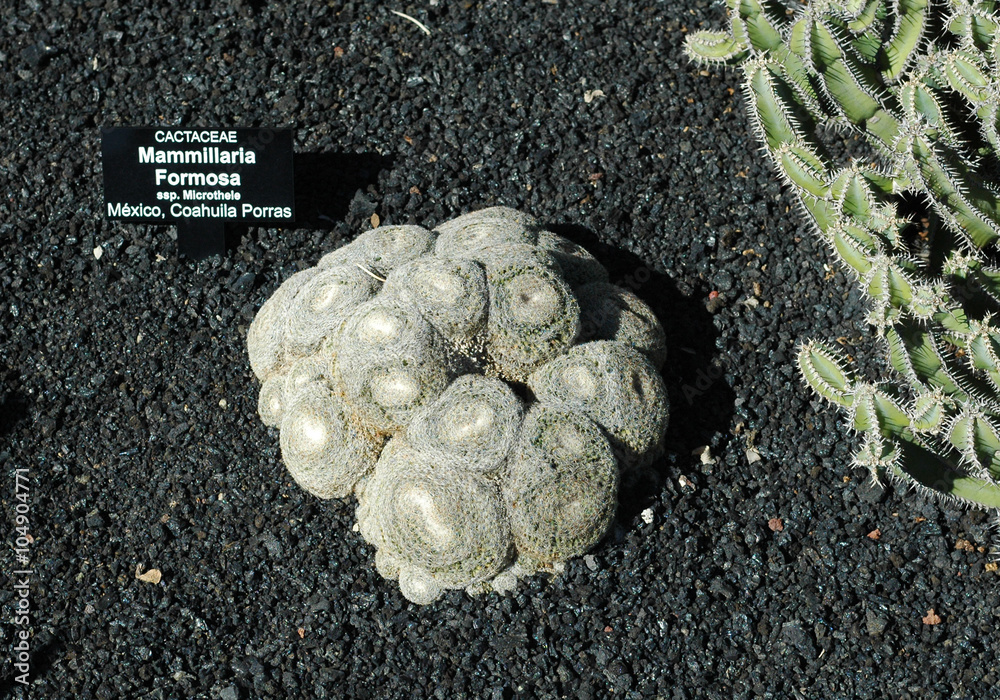 Mammillaria formosa au jardin de cactus de Guatiza  Lanzarote Stock Photo  | Adobe Stock