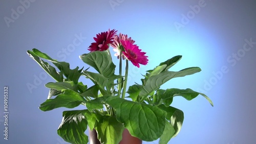  Flower withers without watering, and reviving from a watering. Gerbera flower. Time lapse. High speed camera shot. Full HD 1080p.