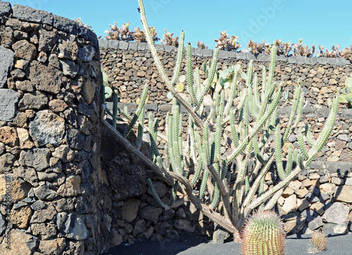 Harrisia tetracantha au jardin de cactus de Guatiza à Lanzarote photo